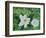 Mystical Magnolias I-Herb Dickinson-Framed Photographic Print