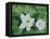 Mystical Magnolias I-Herb Dickinson-Framed Stretched Canvas