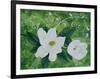 Mystical Magnolias I-Herb Dickinson-Framed Photographic Print