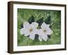 Mystical Magnolias II-Herb Dickinson-Framed Photographic Print