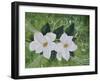 Mystical Magnolias II-Herb Dickinson-Framed Photographic Print