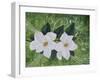 Mystical Magnolias II-Herb Dickinson-Framed Photographic Print