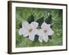 Mystical Magnolias II-Herb Dickinson-Framed Photographic Print