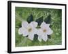 Mystical Magnolias II-Herb Dickinson-Framed Photographic Print