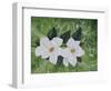 Mystical Magnolias II-Herb Dickinson-Framed Photographic Print