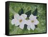 Mystical Magnolias II-Herb Dickinson-Framed Stretched Canvas