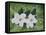 Mystical Magnolias II-Herb Dickinson-Framed Stretched Canvas
