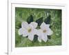 Mystical Magnolias II-Herb Dickinson-Framed Photographic Print