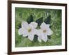 Mystical Magnolias II-Herb Dickinson-Framed Photographic Print