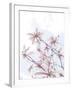 Mystical Magnolias-Assaf Frank-Framed Giclee Print