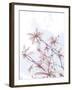 Mystical Magnolias-Assaf Frank-Framed Giclee Print