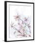 Mystical Magnolias-Assaf Frank-Framed Giclee Print