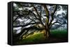 Mystical Old Oak Tree, Petaluma Countryside California-Vincent James-Framed Stretched Canvas
