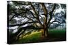 Mystical Old Oak Tree, Petaluma Countryside California-Vincent James-Stretched Canvas