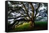 Mystical Old Oak Tree, Petaluma Countryside California-Vincent James-Framed Stretched Canvas