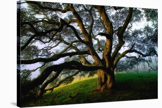 Mystical Old Oak Tree, Petaluma Countryside California-Vincent James-Stretched Canvas