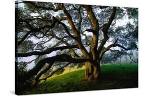 Mystical Old Oak Tree, Petaluma Countryside California-Vincent James-Stretched Canvas