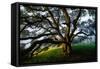 Mystical Old Oak Tree, Petaluma Countryside California-Vincent James-Framed Stretched Canvas