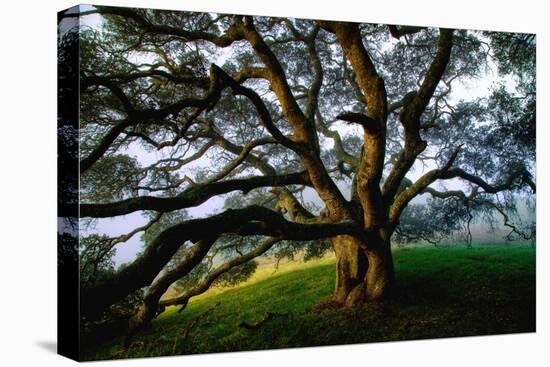 Mystical Old Oak Tree, Petaluma Countryside California-Vincent James-Stretched Canvas