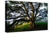 Mystical Old Oak Tree, Petaluma Countryside California-Vincent James-Stretched Canvas