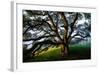 Mystical Old Oak Tree, Petaluma Countryside California-Vincent James-Framed Photographic Print