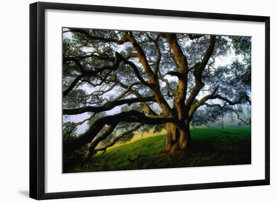 Mystical Old Oak Tree, Petaluma Countryside California-Vincent James-Framed Photographic Print
