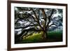 Mystical Old Oak Tree, Petaluma Countryside California-Vincent James-Framed Photographic Print