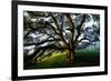 Mystical Old Oak Tree, Petaluma Countryside California-Vincent James-Framed Photographic Print