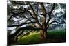 Mystical Old Oak Tree, Petaluma Countryside California-Vincent James-Mounted Photographic Print