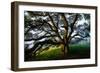 Mystical Old Oak Tree, Petaluma Countryside California-Vincent James-Framed Photographic Print