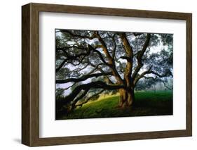 Mystical Old Oak Tree, Petaluma Countryside California-Vincent James-Framed Photographic Print