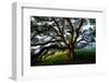 Mystical Old Oak Tree, Petaluma Countryside California-Vincent James-Framed Photographic Print