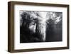 Mystical Rays of Forest Light- Redwoods California Coast-Vincent James-Framed Photographic Print