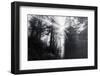 Mystical Rays of Forest Light- Redwoods California Coast-Vincent James-Framed Photographic Print