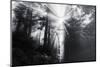 Mystical Rays of Forest Light- Redwoods California Coast-Vincent James-Mounted Photographic Print