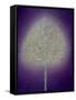 Mystical Tree, 1996-Peter Davidson-Framed Stretched Canvas