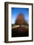 Mystical Tree-Milan Malovrh-Framed Photographic Print