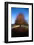 Mystical Tree-Milan Malovrh-Framed Photographic Print