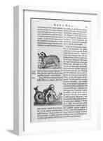 Mythical Creatures, 1675-Athanasius Kircher-Framed Giclee Print