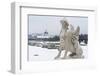 Mythological statue in the snow covered Belvedere Garten, Austria-Roberto Moiola-Framed Photographic Print