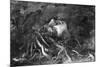 Mythology: Medusa-Leonardo da Vinci-Mounted Premium Giclee Print