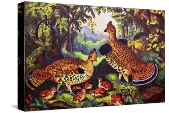 Stretched Canvas Print, , large