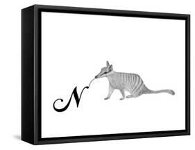 N is for Numbat-Stacy Hsu-Framed Stretched Canvas