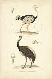 Antique Ostrich Study-N. Remond-Framed Art Print
