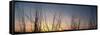 Nachusa Grasslands Sunset-Steve Gadomski-Framed Stretched Canvas