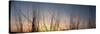 Nachusa Grasslands Sunset-Steve Gadomski-Stretched Canvas