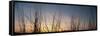 Nachusa Grasslands Sunset-Steve Gadomski-Framed Stretched Canvas