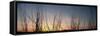 Nachusa Grasslands Sunset-Steve Gadomski-Framed Stretched Canvas