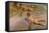 Nackte Knaben Am Strand-Joaquín Sorolla y Bastida-Framed Stretched Canvas