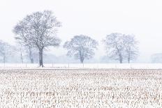 Lavender Fields, Cotswolds, Worcestershire, England, UK-Nadia Isakova-Photographic Print
